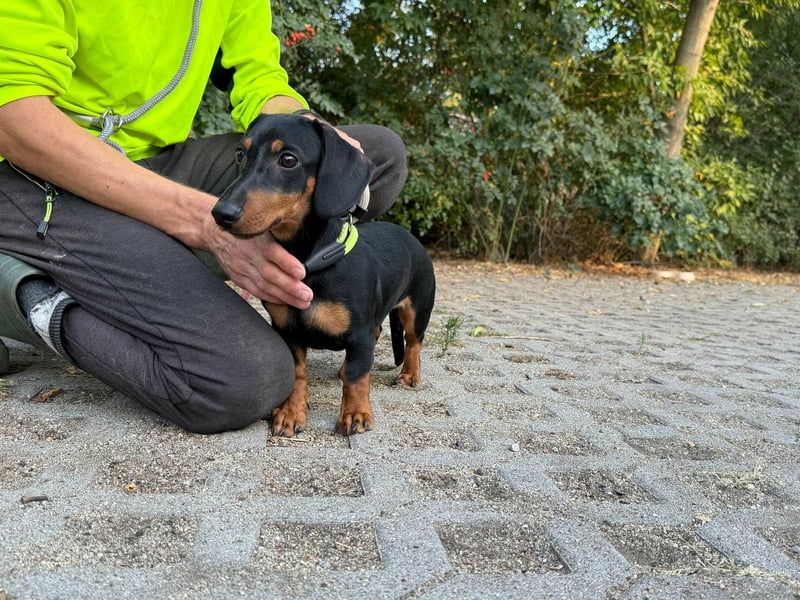 Hugo, geboren 29.04.2026, 24cm sucht sein Plätzchen