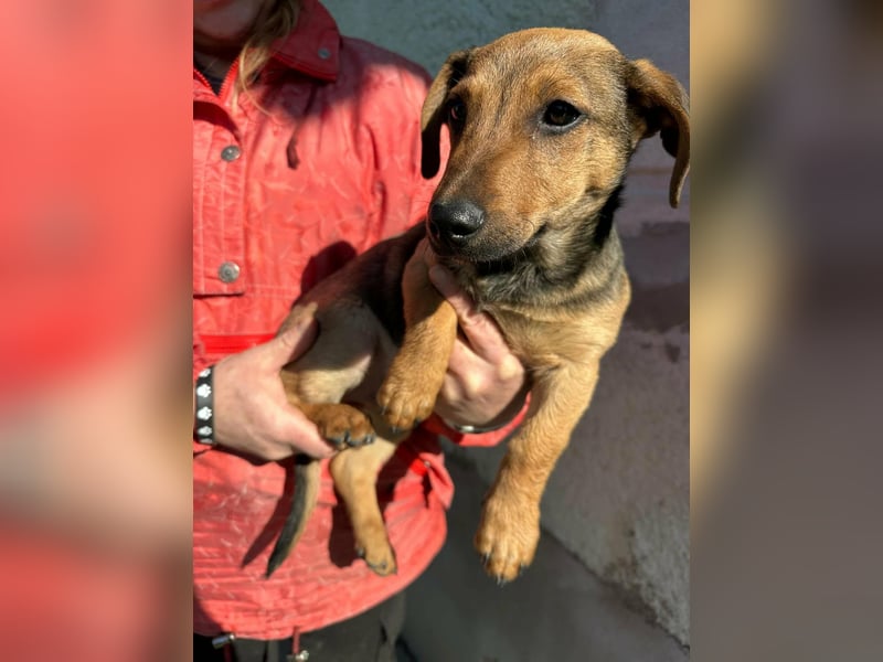 Pluto, geboren 05.11.2025, 24cm sucht sein Glück