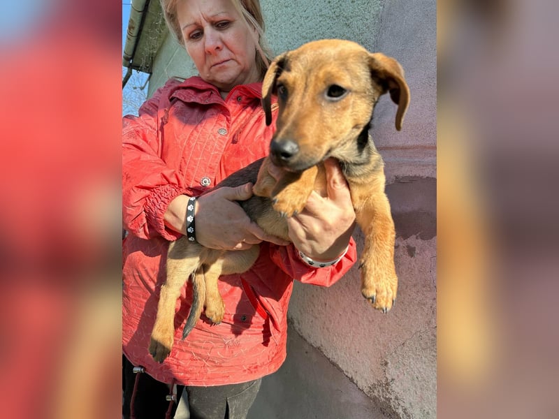 Pluto, geboren 05.11.2025, 24cm sucht sein Glück