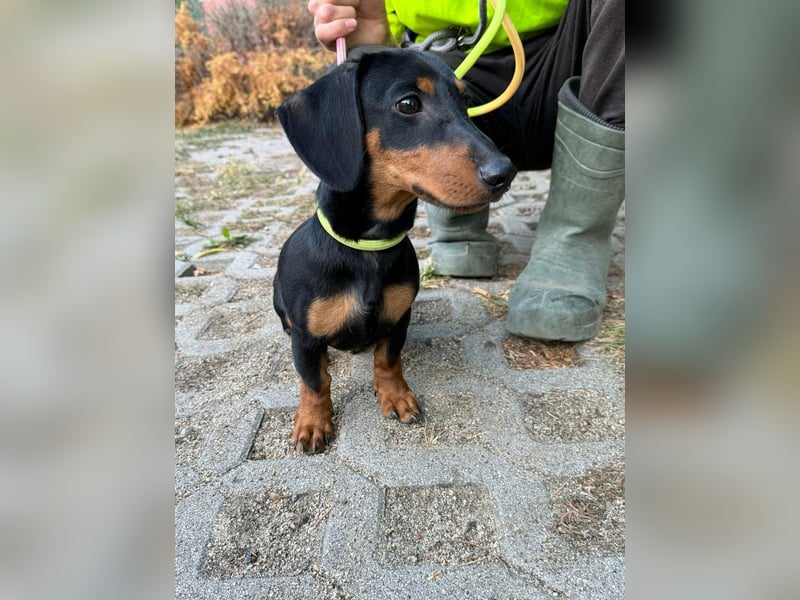 Hugo, geboren 29.04.2026, 24cm sucht sein Plätzchen
