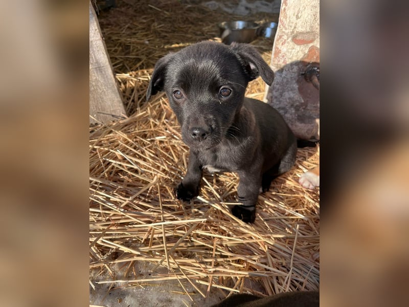 Alina, 11 Wochen sucht ihre Menschen