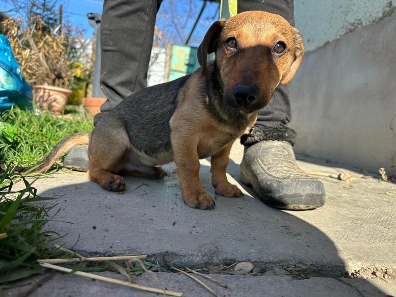 Pluto, geboren 05.11.2025, 24cm sucht sein Glück