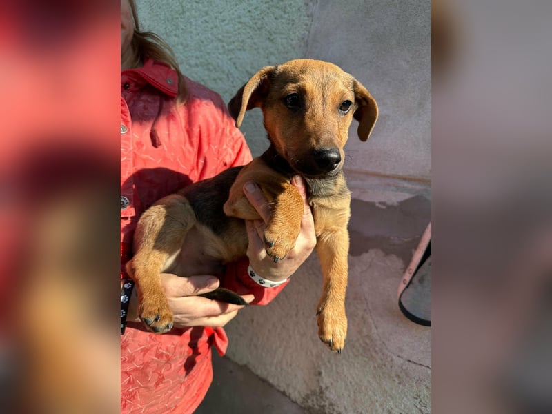 Pluto, geboren 05.11.2025, 24cm sucht sein Glück