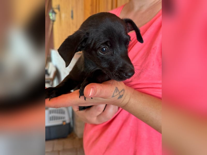 Pedro, 18.06.2026 geboren, 15cm sucht seine Chance