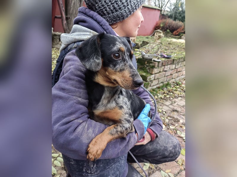 Hunor, geboren 12.06.2024, 26cm sucht seine Menschen