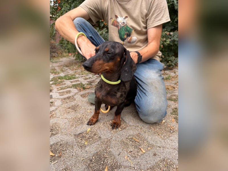 Rio, geboren 04.06.2025, 25cm sucht seine Menschen
