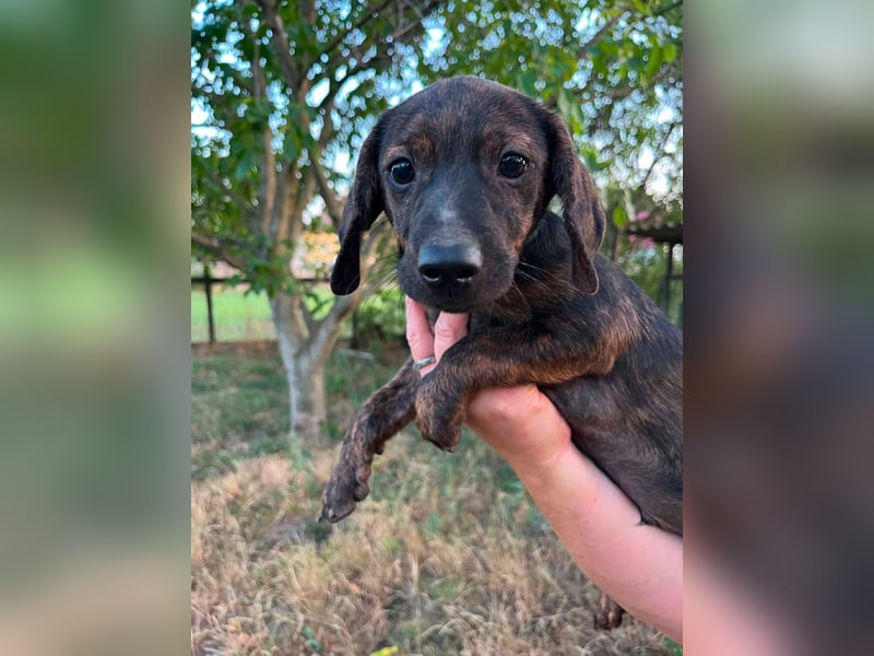 Ferrero, geboren 20.03.2026, 24cm sucht sein Plätzchen