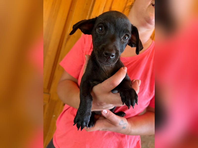 Pedro, 18.06.2026 geboren, 15cm sucht seine Chance