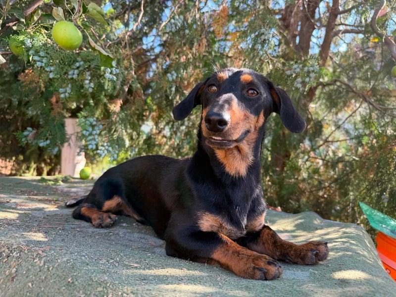 Monty, geboren 12.04.2025, 26cm sucht Dackel Zuhause