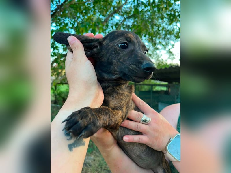 Tuttifrutti, geboren 20.03.2026, 22cm sucht ihre Menschen