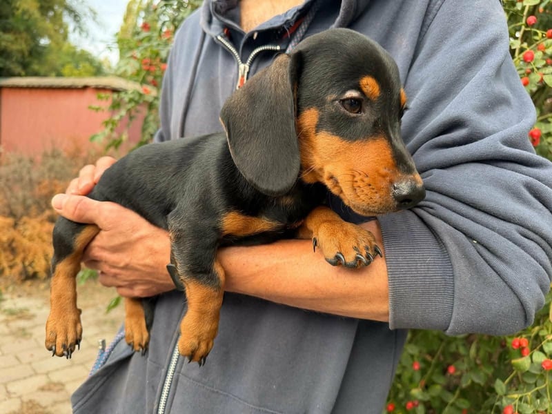 Noel, geboren 22.06.2026, 17cm sucht Dackel-Fan