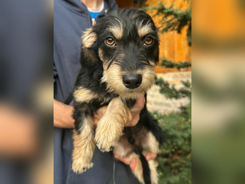 Benito, geboren 03.2025, 25cm sucht seine Menschen
