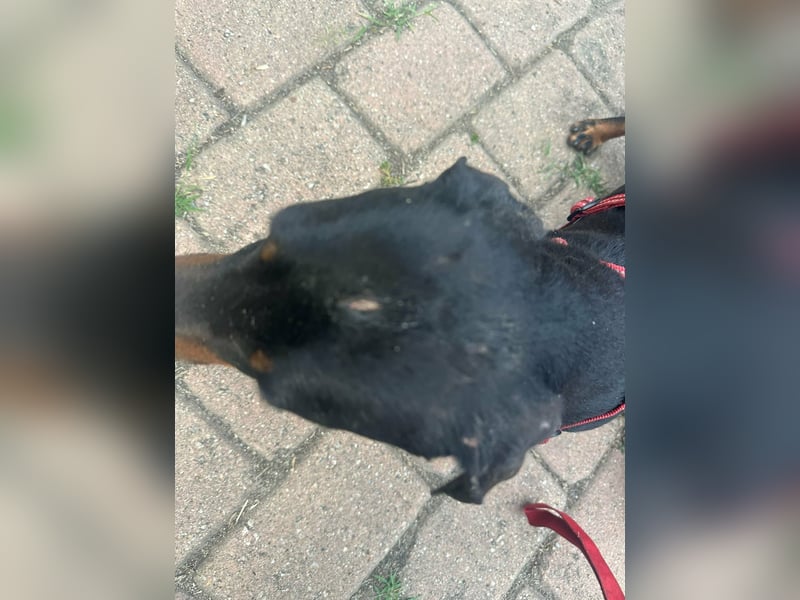 Zserbo, geboren 07.04.2020, 26cm sucht seine Menschen