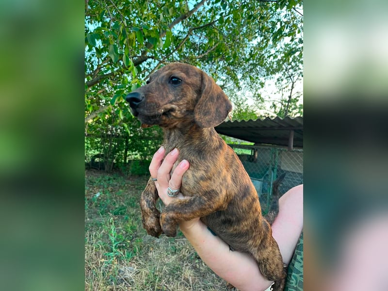 Toffifie, geboren 20.03.2026, 24cm sucht sein Zuhause
