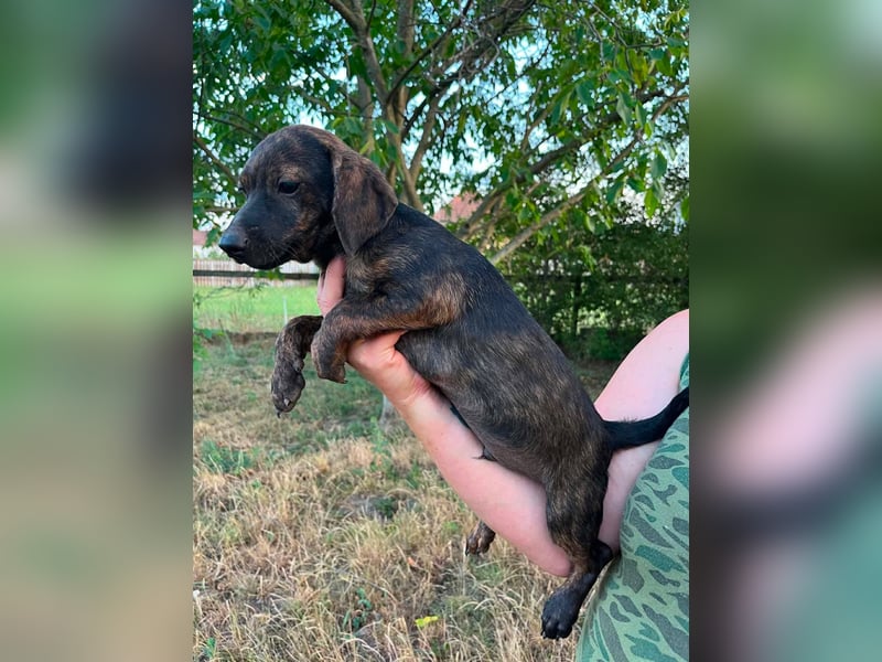 Ferrero, geboren 20.03.2026, 24cm sucht sein Plätzchen