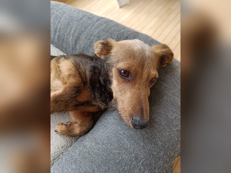 Soma, geboren 02.07.2025, 22cm sucht sein Zuhause (Pflegestelle in Steinfurt)