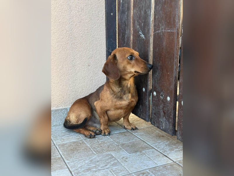 Mogyi, geboren 01.01.2022, 26cm sucht sein Glück