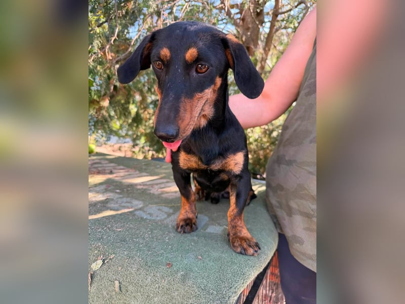 Monty, geboren 12.04.2025, 26cm sucht Dackel Zuhause