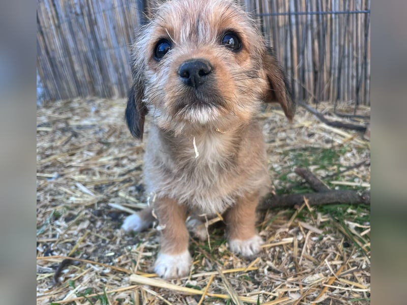 Jenna, geboren 19.01.2026 sucht ihr Körbchen