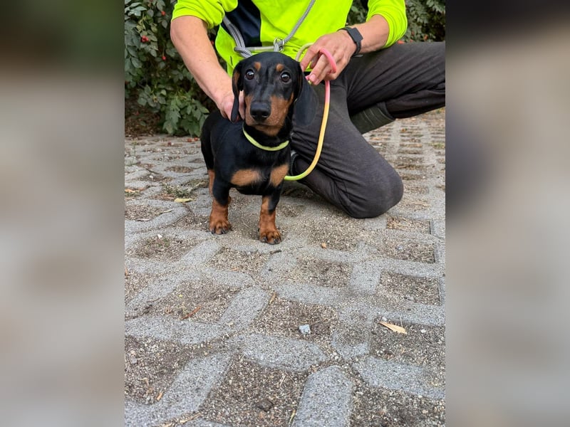 Hugo, geboren 29.04.2026, 24cm sucht sein Plätzchen