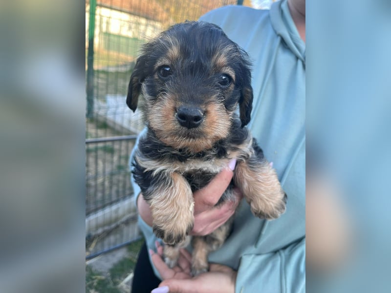 Jessica, geboren 19.01.2026 sucht ihre Menschen