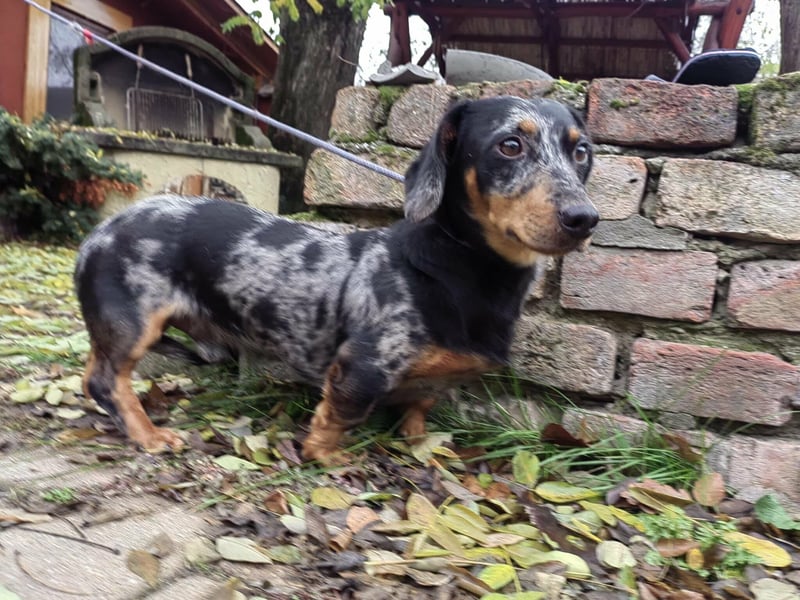 Hunor, geboren 12.06.2024, 26cm sucht seine Menschen