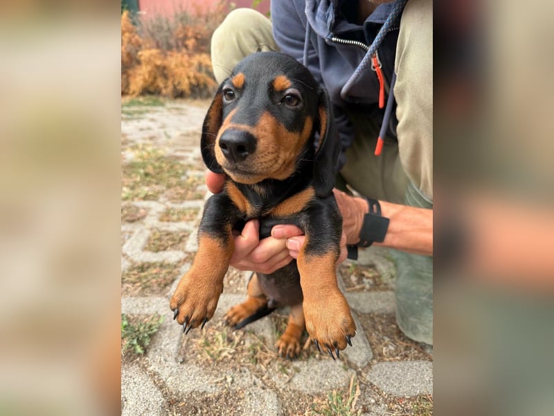 Noel, geboren 22.06.2026, 17cm sucht Dackel-Fan