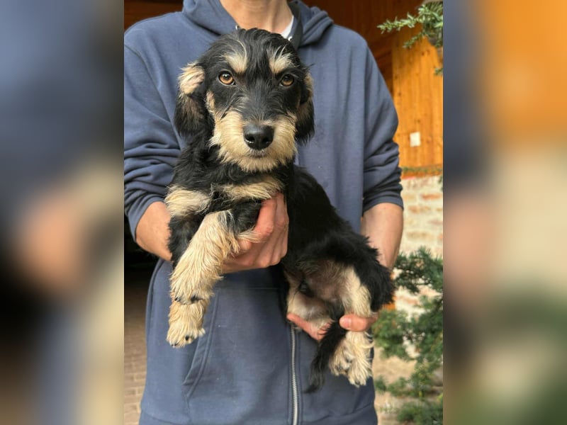 Benito, geboren 03.2025, 25cm sucht seine Menschen