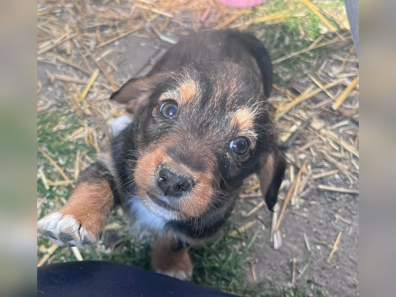 Junior, geboren 19.01.2026 sucht sein Glück