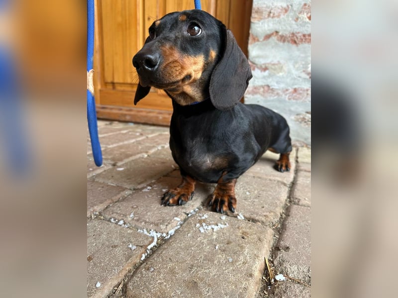 Stella, geboren 01.01.2023, 24cm sucht DICH!