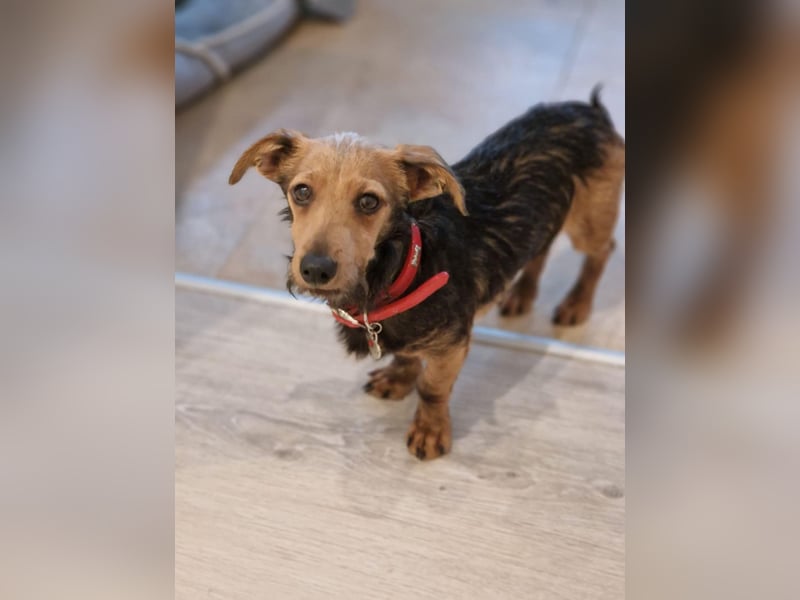 Soma, geboren 02.07.2025, 22cm sucht sein Zuhause (Pflegestelle in Steinfurt)