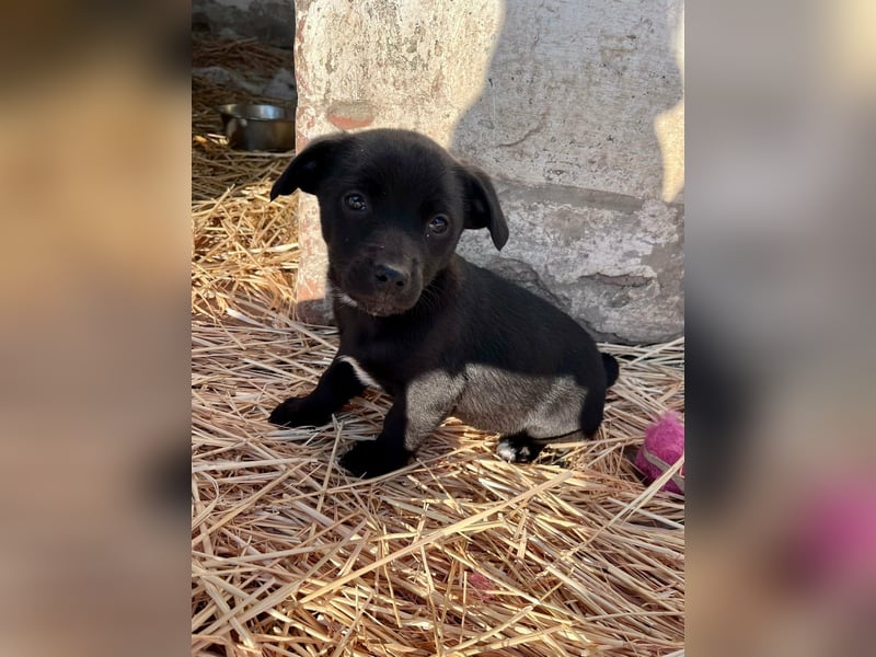 Alina, 11 Wochen sucht ihre Menschen