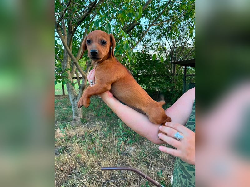 Bonbonetti, geboren 20.03.2026, 22cm sucht ihr Körbchen