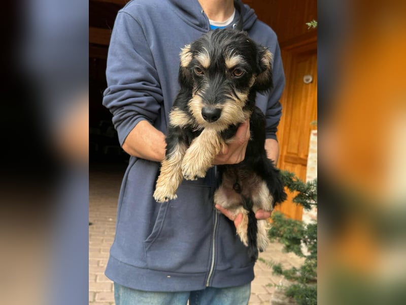 Benito, geboren 03.2025, 25cm sucht seine Menschen