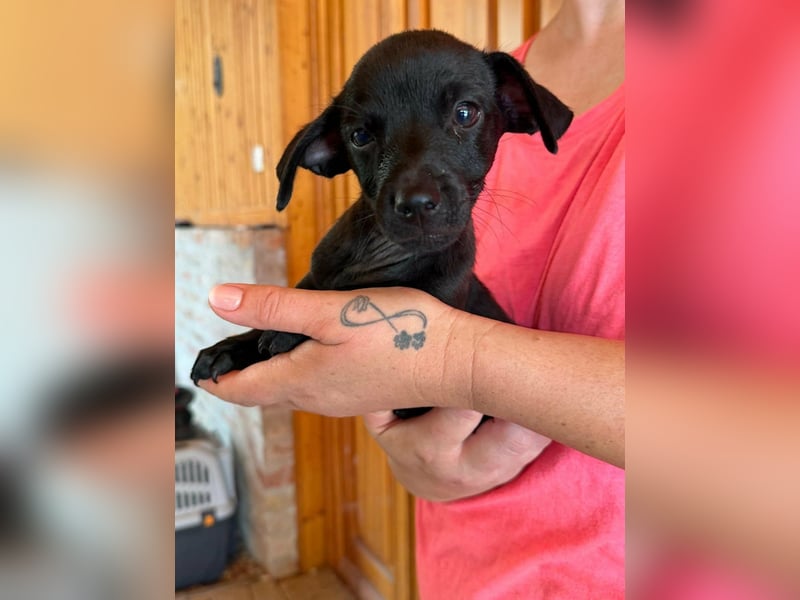 Pedro, 18.06.2026 geboren, 15cm sucht seine Chance