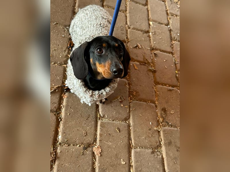 Stella, geboren 01.01.2023, 24cm sucht DICH!