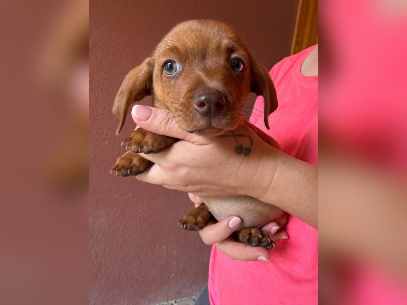 Panna, 18.06.2026 geboren, 14cm sucht ihre Menschen