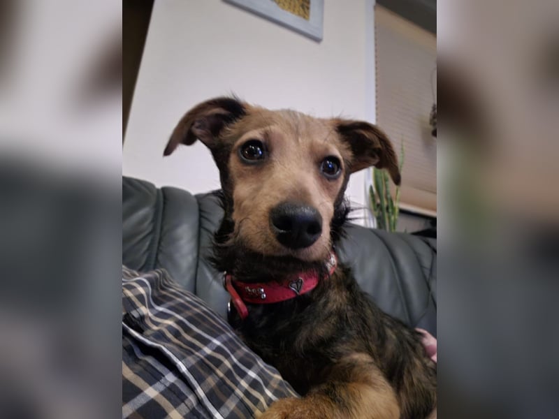 Soma, geboren 02.07.2025, 22cm sucht sein Zuhause (Pflegestelle in Steinfurt)