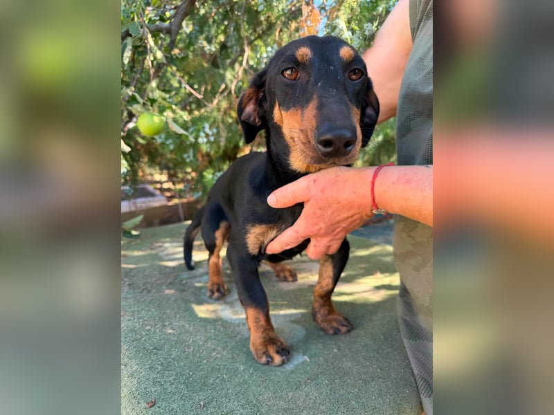 Monty, geboren 12.04.2025, 26cm sucht Dackel Zuhause