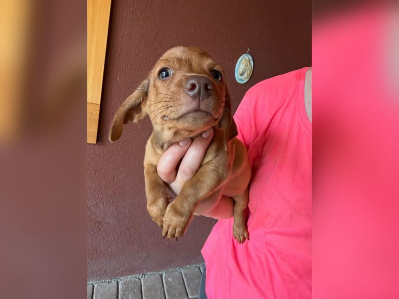 Pierre, 18.06.2026 geboren, 14cm sucht sein Für immer Zuhause