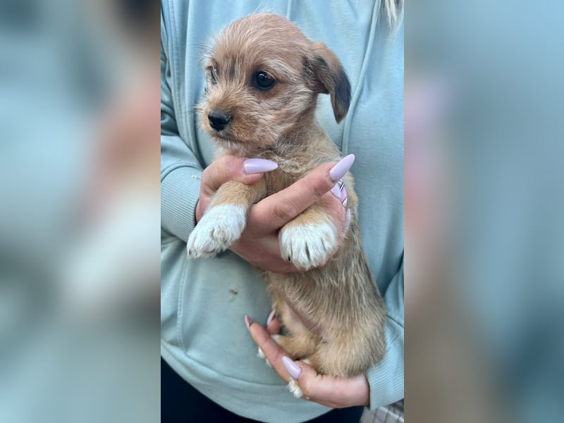 Jenna, geboren 19.01.2026 sucht ihr Körbchen