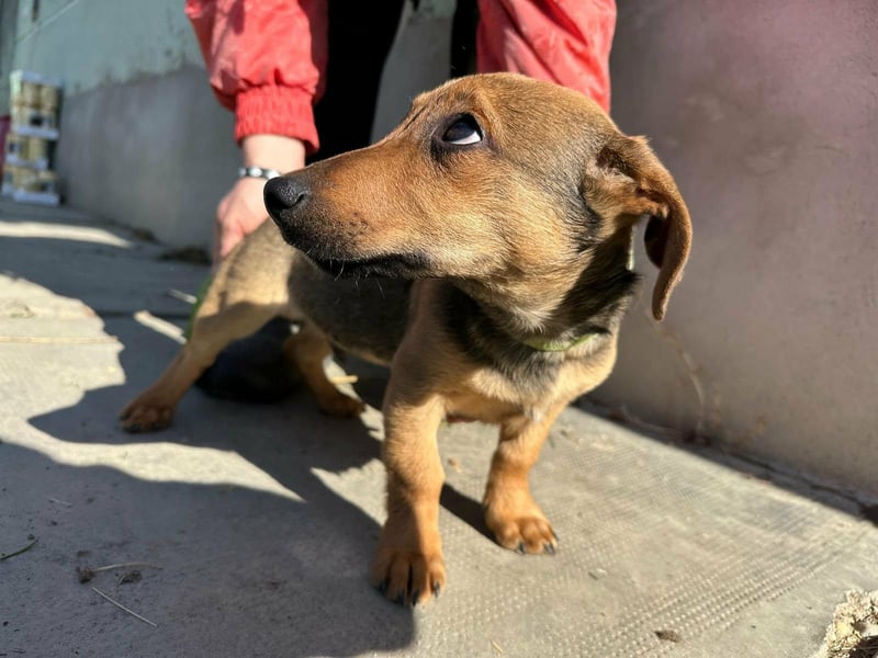 Pluto, geboren 05.11.2025, 24cm sucht sein Glück