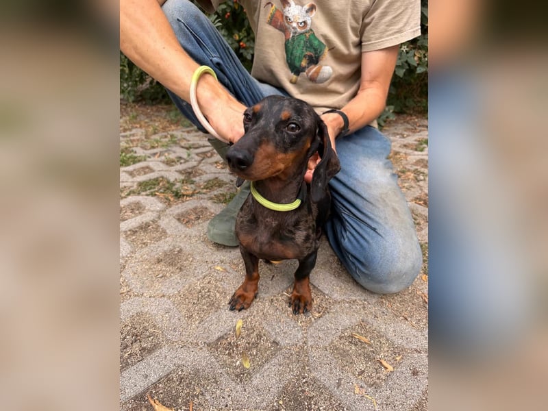 Rio, geboren 04.06.2025, 25cm sucht seine Menschen