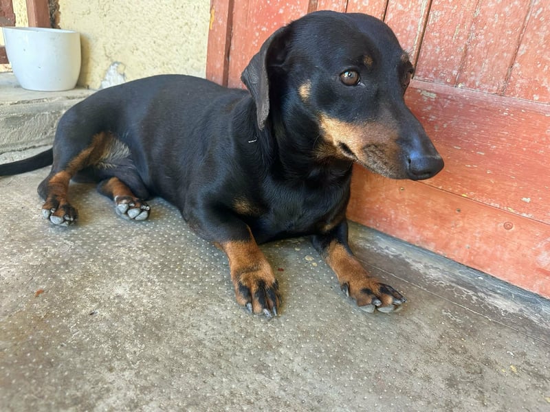 Zserbo, geboren 07.04.2020, 26cm sucht seine Menschen