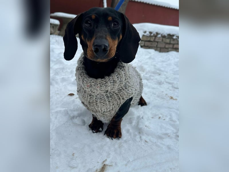 Stella, geboren 01.01.2023, 24cm sucht ihr Glück