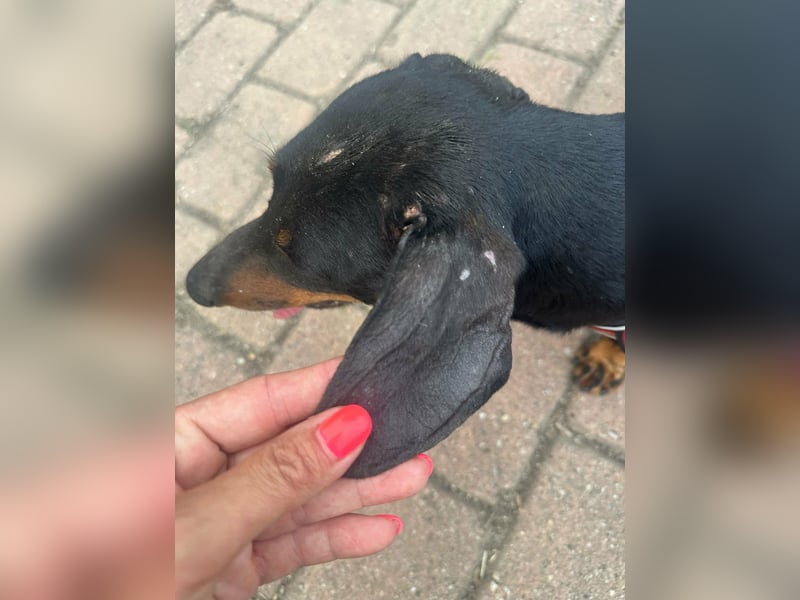 Zserbo, geboren 07.04.2020, 26cm sucht seine Menschen