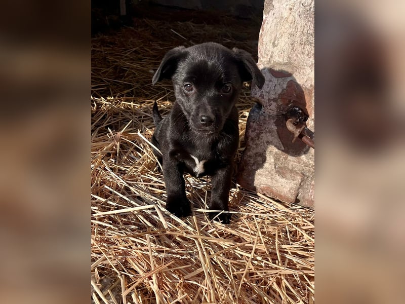 Alina, 11 Wochen sucht ihre Menschen