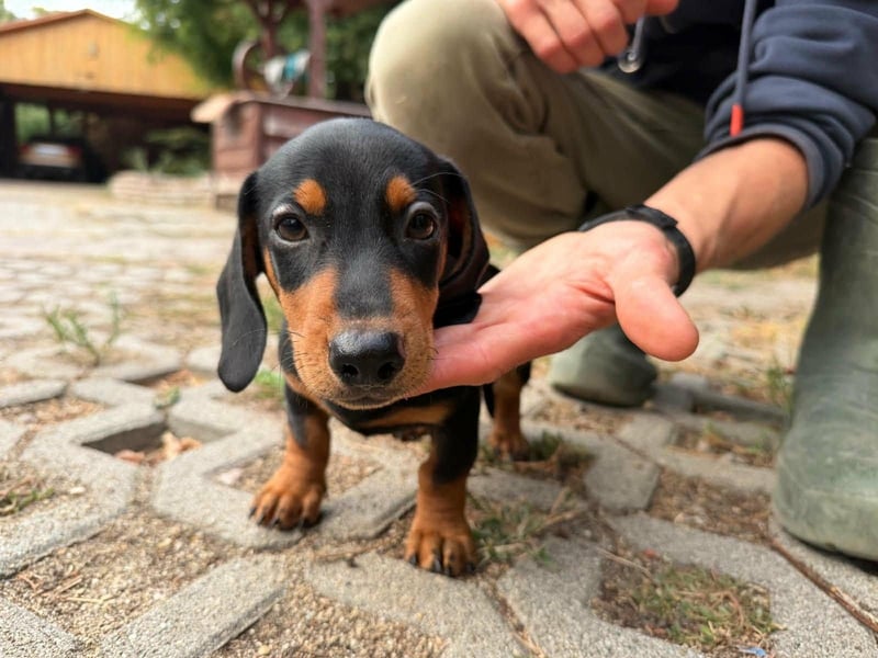 Noel, geboren 22.06.2026, 17cm sucht Dackel-Fan