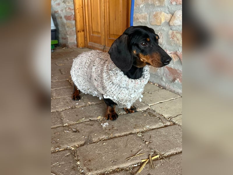 Stella, geboren 01.01.2023, 24cm sucht ihr Glück