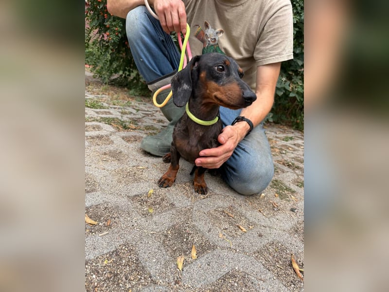 Rio, geboren 04.06.2025, 25cm sucht seine Menschen
